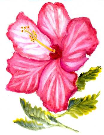 Wonderful tropical flowers, hand drawn, colorful watercolor illustration.の写真素材