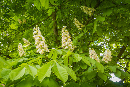 White blossom of chestnut tree in spring.の写真素材