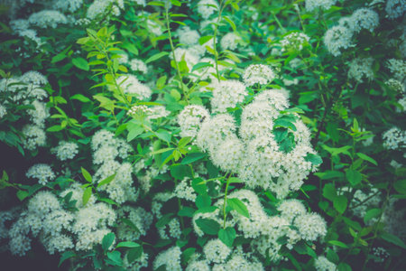 White blossom of spirea shrubs in spring season.