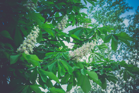 White blossom of chestnut tree in spring.の写真素材