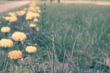 Bright yellow marigolds flower in green grass under the sunlight.の写真素材