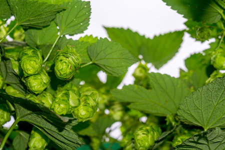 Common hop cones with leaves close up background.の写真素材