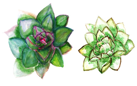 Colorful succulent plant echeveria hand drawn, watercolor illustration.の写真素材