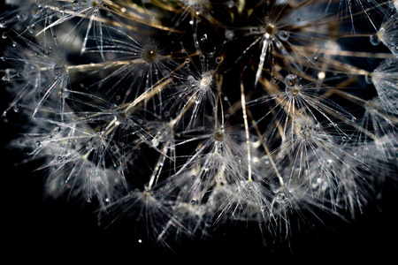 Close up photo of dandelion seeds with water drops.の写真素材