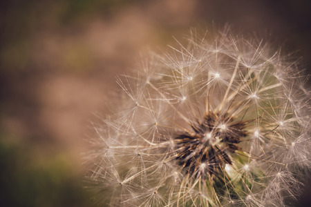 Close up of a cap of white dandelion, vintage natural background.の写真素材