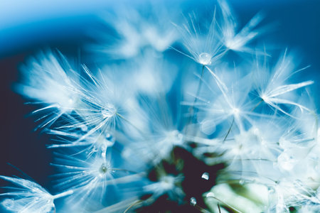 Close up photo of dandelion seeds with water drops, filtered background.