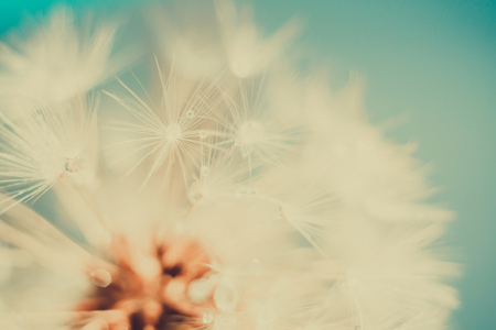 Close up photo of dandelion seeds with water drops, filtered background.の写真素材