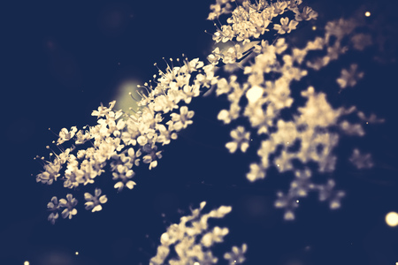 Close up photo of small blooming white flowers in the garden.の写真素材