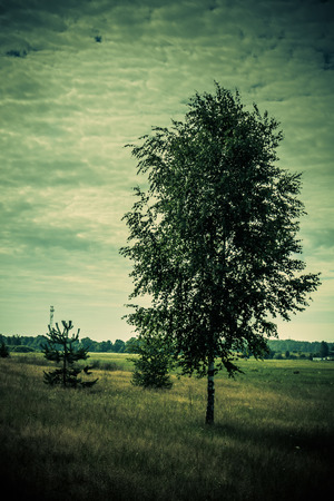 Summer rural meadow landscape with a tree and green grass.の写真素材