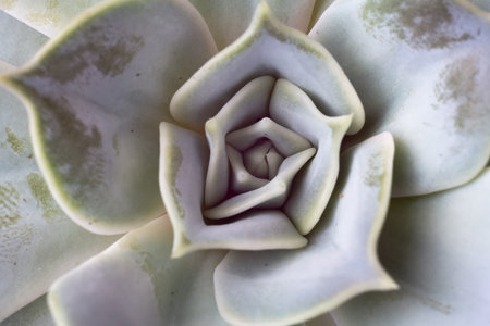 Close up photo of echeveria succulent, popular house plant.