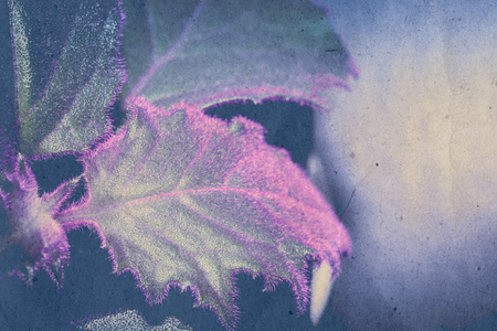 Close up photo of house plant gynura decorative leaves, paper textured and colors edit.の写真素材