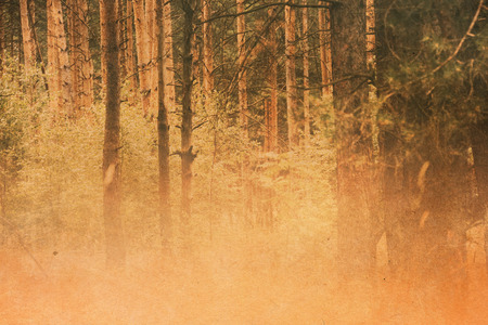 Summer green trees in pine forest, filter applied with paper texture.の写真素材