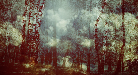 Dark foggy birch trees scene, edited photo of city park landscape.の写真素材
