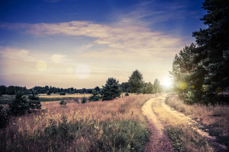 Summer pine forest photo filtered, edited colors and flare effect background.の写真素材