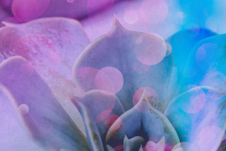 Close up photo of echeveria succulent, popular house plant, filtered background.の写真素材