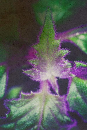 Close up photo of house plant gynura decorative leaves, paper textured and colors edit.