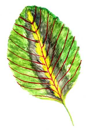 Decorative big green tropical leaves watercolor illustration.の写真素材