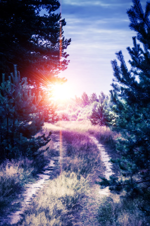 Summer pine forest photo filtered, edited colors and flare effect background.の写真素材