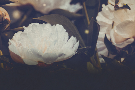 Decorative peony flower of white color blooms in the garden, filtered background.の写真素材