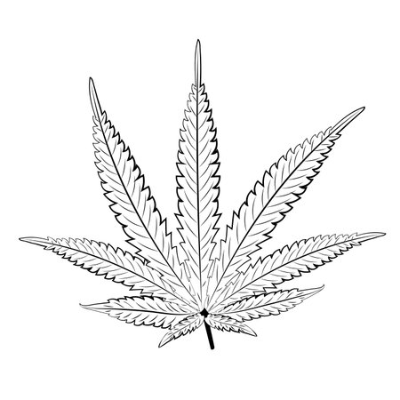 Decorative leaf of marijuana plant in black and white design.のイラスト素材