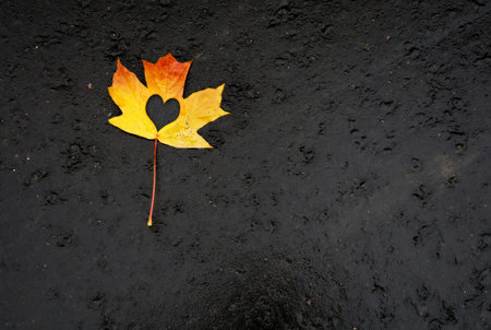 Fallen maple leaf with cut out heart on black asphalt.