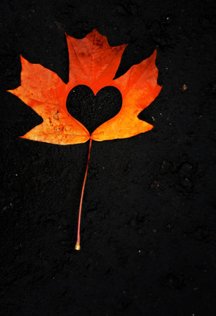 Fallen maple leaf with cut out heart on black asphalt.