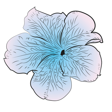 Decorative summer flower petunia illustration on white background.のイラスト素材