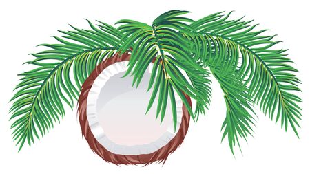 Detailed illustration of tasty coconut half with palm leaves background.のイラスト素材