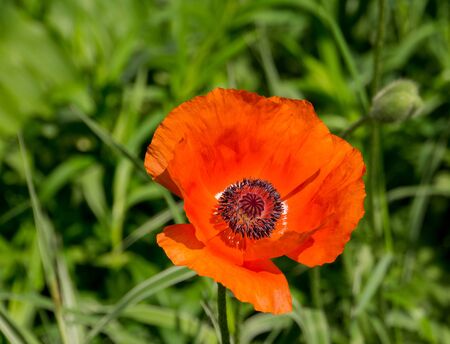 Sunny red poppy flowers among green grass background.の写真素材