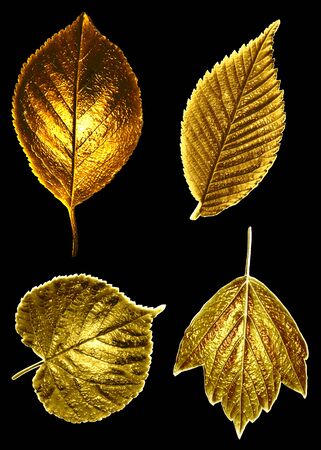 Abstract decorative yellow gold leaves on black background.の写真素材