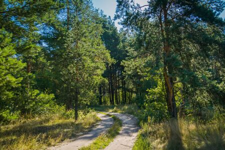 Summer green forest landscape in the morning time.の写真素材