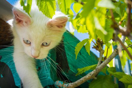 Cute white kitten with blue eyes, turkish angora, enjoying summer day.の写真素材