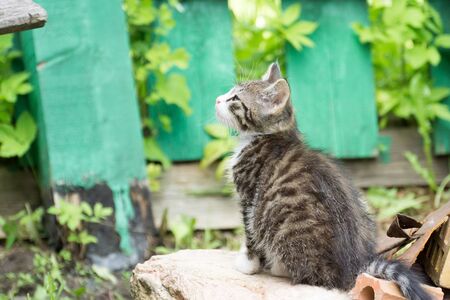 Cute grey tabby kitten in the summer garden.の写真素材