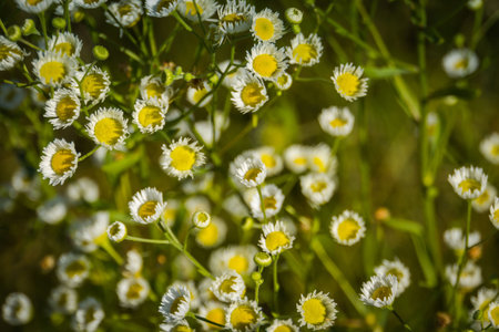 Wild small white daisies in the summer grass field