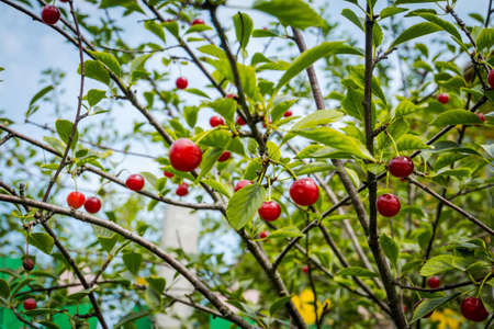 Ripe red cherry berries on tree branches in the garden.の写真素材