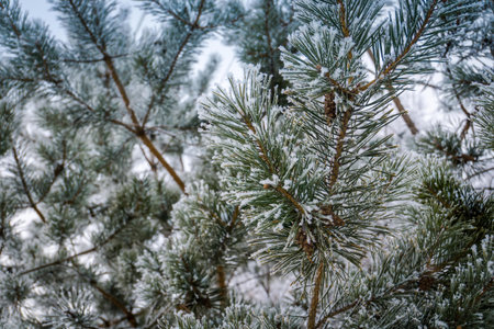 Fresh white snow on pine tree branches, natural winter background.