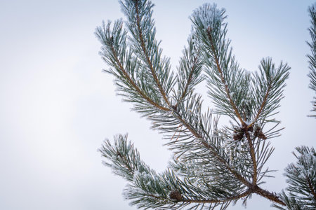 Fresh white snow on pine tree branches, natural winter background.