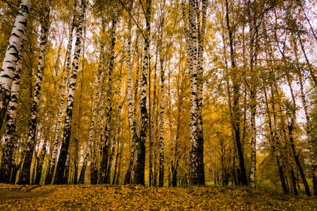 Autumn landscape with trees with yellow leaves in the park background.の写真素材