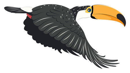 Cartoon tropical bird toucan with big orange beak.のイラスト素材
