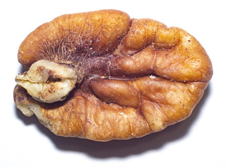 Peeled fresh pecan nuts close up background.