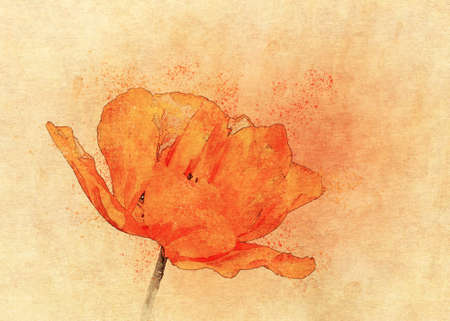 Bright red wild poppy flower, paper texture background, photomanipulation, digital watercolor effect.の写真素材