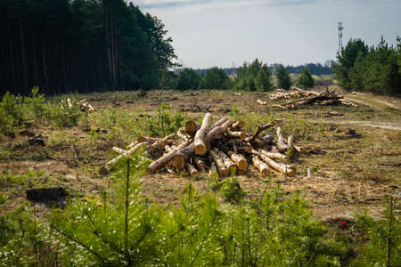 Pile of felled pine trees in the summer forest and blue sky.の写真素材