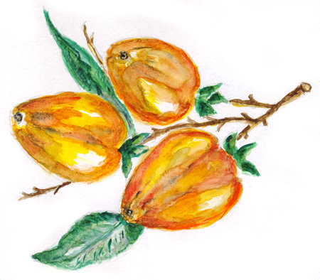 Hand drawn persimmon fruit abstract watercolor illustration.