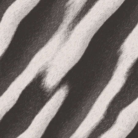 Black and white zebra skin, striped pattern background.の写真素材