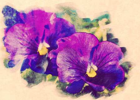 Decorative purple pansies, retro paper background, fake watercolor photo manipulation.の写真素材