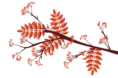 Abstract branches of rowan tree with berries, mountain ash.のイラスト素材