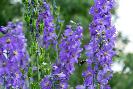 Decorative delphinium flowers of violet color glowing in the garden.