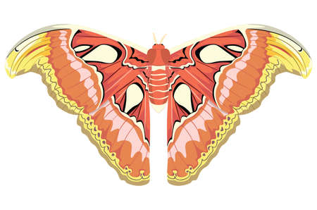 Big exotic brown butterfly, Attacus atlas moth illustration.のイラスト素材