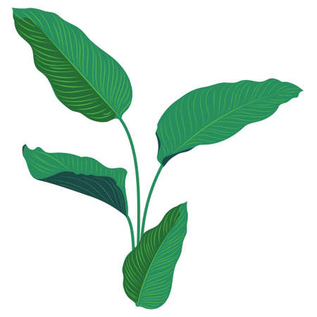 Tropical plant calathea leaves green leaves illustration.のイラスト素材
