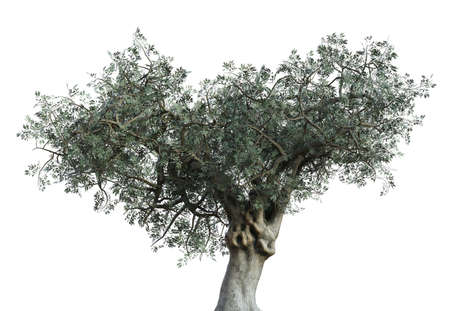Detailed olive tree with green leaves isolated on white, 3D Illustration.の写真素材